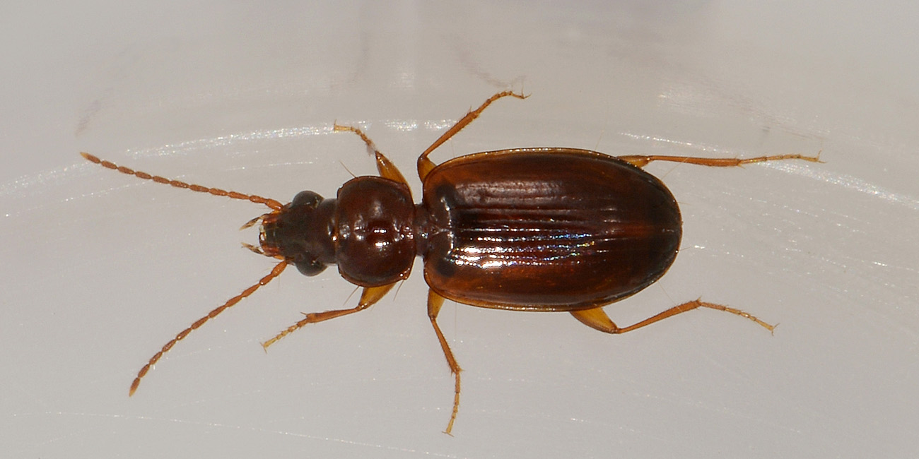 Trechus quadristriatus  (Carabidae)